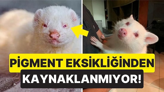 Albino Hastası Hayvanların Gözlerinin Neden Kırmızı Olduğunu Merak Etmiş miydiniz?