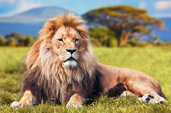 Aslan