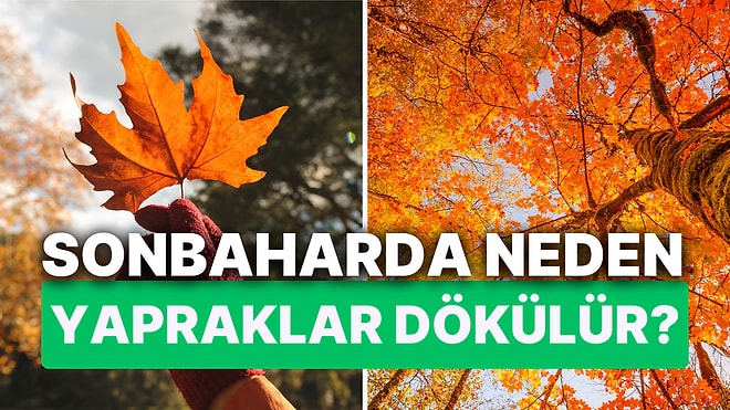 Sonbaharda Yapraklar Neden Dökülür? Ağaçların Sararan ve Dökülen Yaprakları Bir Adaptasyon Süreci!