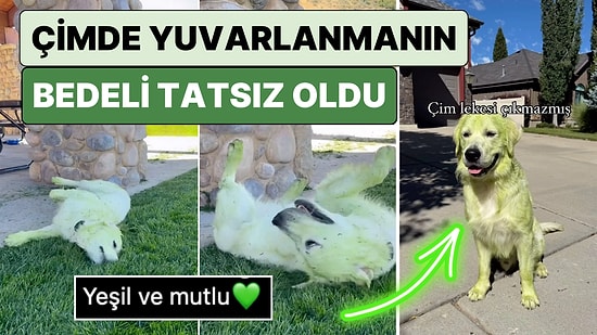 Çimlerde Yuvarlanmayı Seven Bir Köpek Çim Lekesi Çıkmayınca Hayatına Hulk Olarak Devam Etmek Zorunda Kaldı