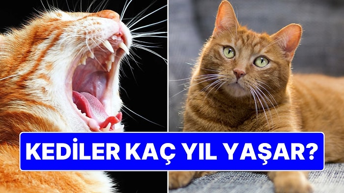 Kediler Kaç Yıl Yaşar? Minik Dostlarımızın Ömürleri Hakkında Merak Edilenler