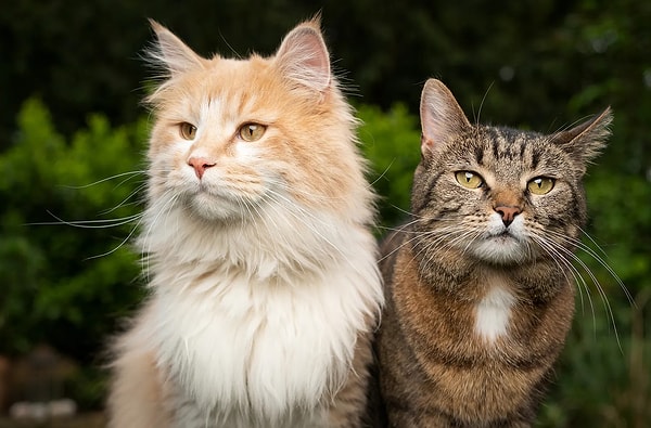 Kedi bireyleri düzenli veteriner kontrollerine götürmek, dengeli beslenmelerini sağlamak onların daha uzun ve sağlıklı bir yaşam sürmelerine yardımcı olabilir.