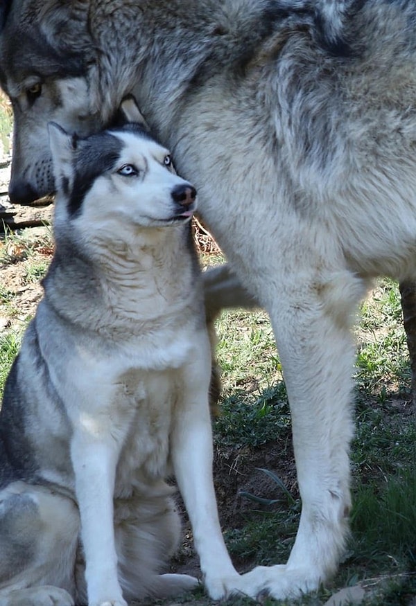 A Husky dog next to a wolf.