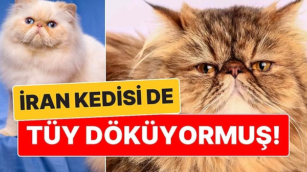 8. Aslında O da Tüy Döküyormuş: İran Kedisi Hakkında Mutlaka Bilmeniz Gerekenler