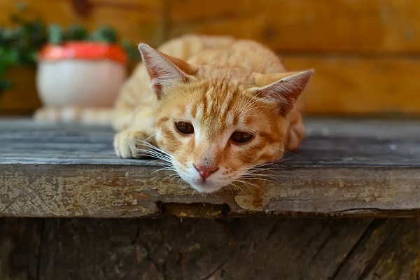 Yeni yapılan bir araştırma, evdeki başka bir hayvanın (kedi ya da köpek) ölümünün ardından kedilerin nasıl tepki verdiğini derinlemesine incelemek amacıyla 400'den fazla kedi sahibine anket uyguladı.