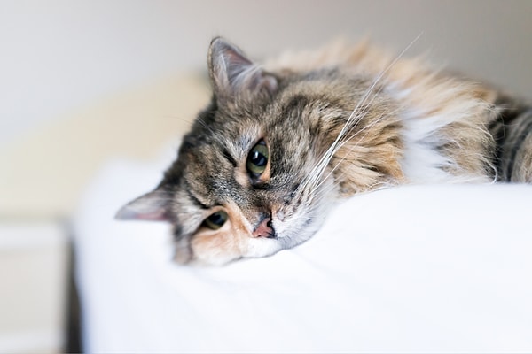 Araştırmaya katılan kedi sahipleri, ölen hayvanla daha olumlu bir ilişkisi olan kedilerde oyun oynama, uyuma ve yemek yeme gibi alışkanlıkların azaldığını bildirdi.