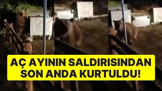 Aç Ayının Saldırısından Son Anda Kurtuldu: Sokak Köpekleri Havlayarak Kurtardı