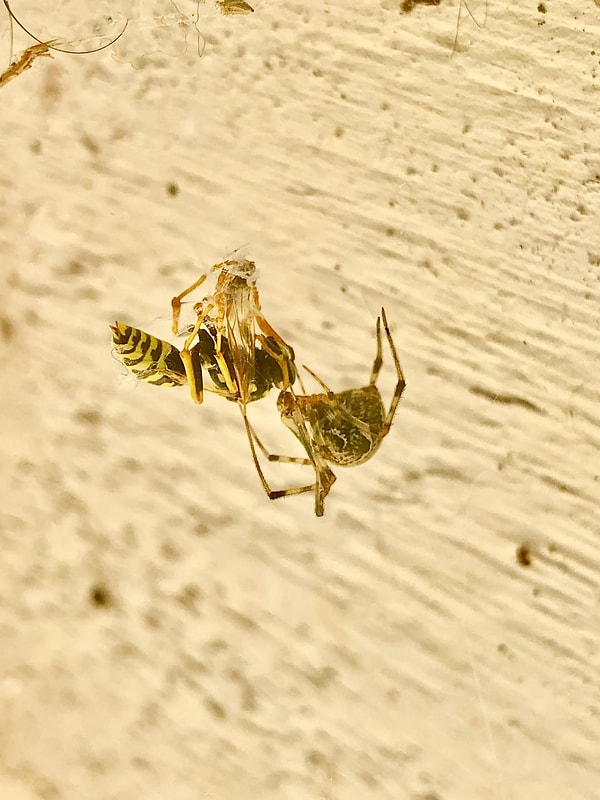 4. Arachnidleri takdir etmek için bir sebep