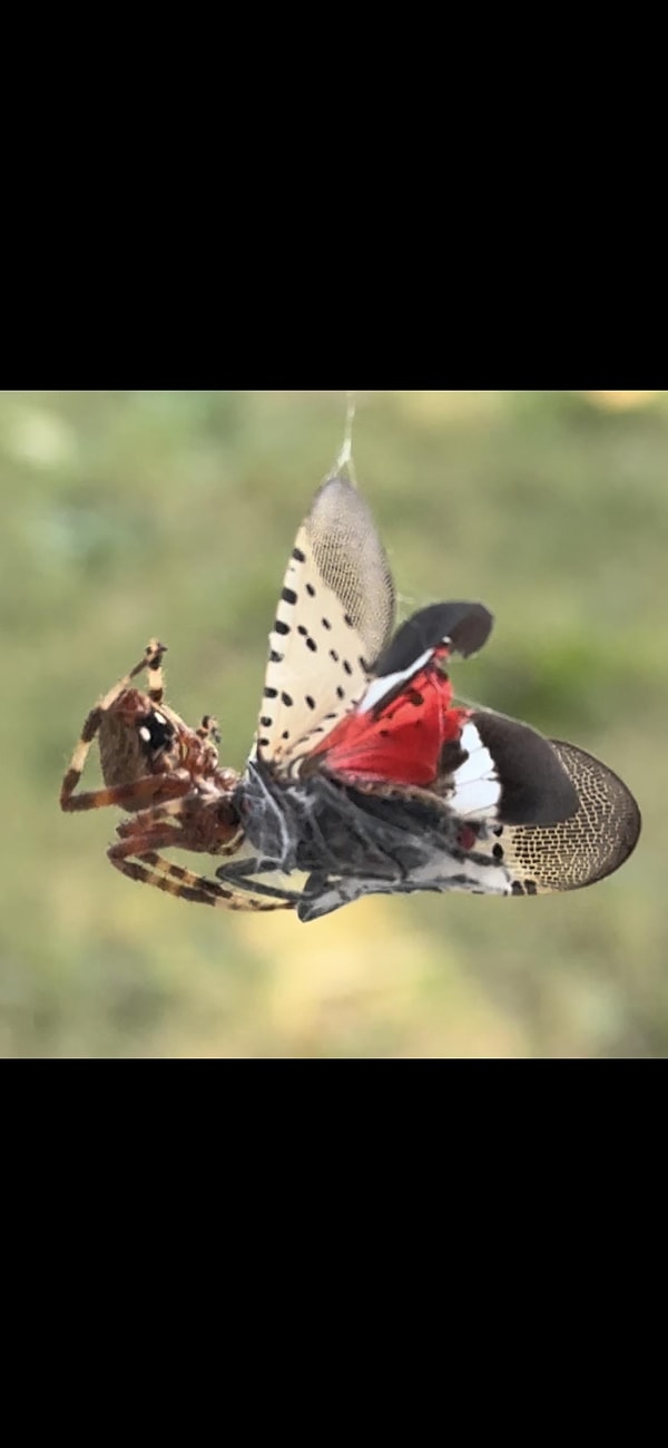 5. Orb Weaver, fener sineğini ortadan kaldırarak üzerine düşeni yapıyor