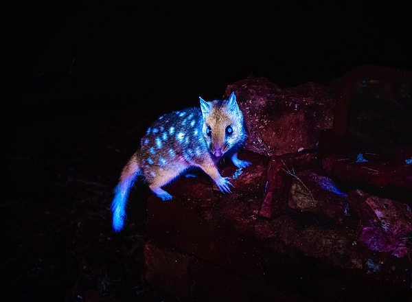 9. Doğu Quoll'leri UV ışığı altında güçlü floresans sergiler