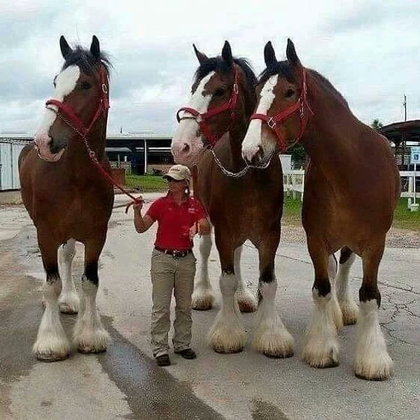 23. Dünyanın en büyük at ırklarından biri: Clydesdale atı