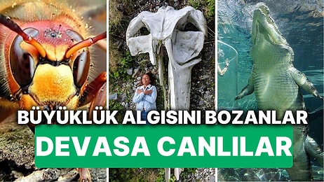 Devasa Büyüklükleriyle Hayatınıza Yeni Fobiler Katacak Canlılarla Tanışın!