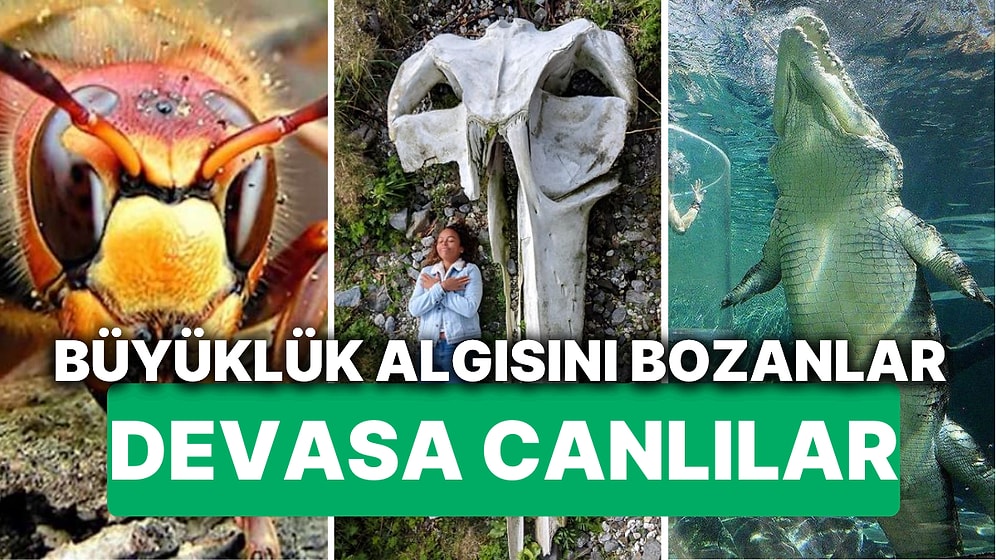 Devasa Büyüklükleriyle Hayatınıza Yeni Fobiler Katacak Canlılarla Tanışın!