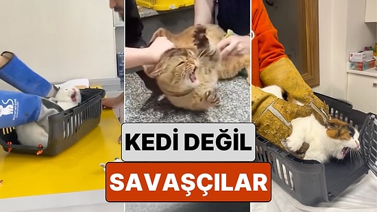 Veterinerlere Zor Anlar Yaşatan Kedilerin Aynı Anda Hem Sevimli Hem Ürkütücü Oldukları Anlar