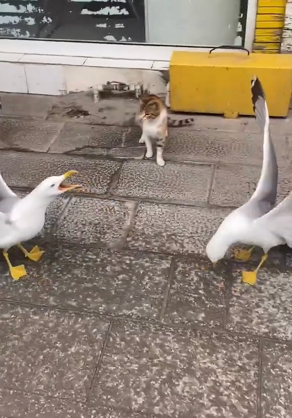 Önce onları izledi, sonra yaklaştı derken en son martıların ortasına geçmiş hakem gibi onları seyrediyordu.