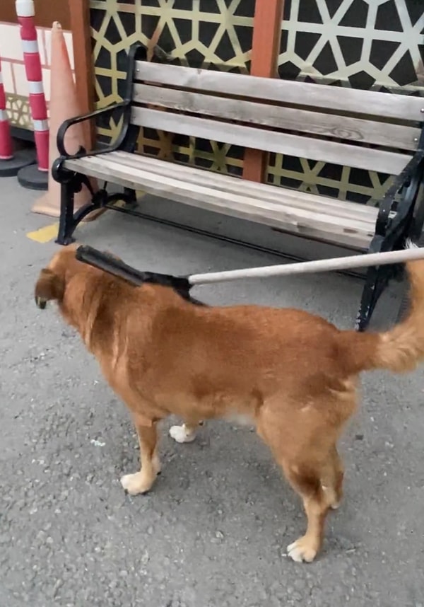 Tatlı köpek de özel güvenlik dostuna sonsuz güvendiği için o anların tadını çıkarıyor.