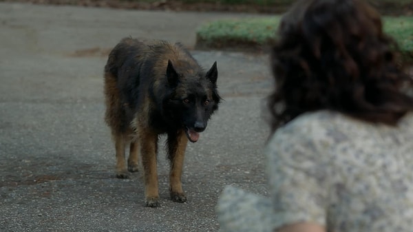 3. Gerald refers to the dog as Cujo, which is a nod to Stephen King's 1983 book of the same name.