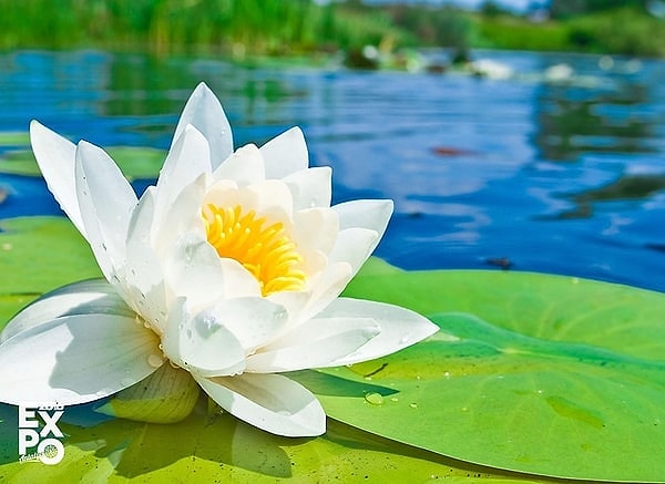 Lotus çiçeği, sadece bir bitki olmanın ötesinde, tarih boyunca farklı kültürlerde önemli bir sembol olarak varlığını sürdürdü.