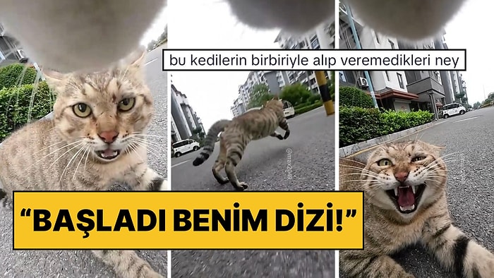 Başladı Benim Dizi! Boynuna Yerleştirilen Kamera ile Tatlı Kedinin Bol Kavgalı Bir Günü