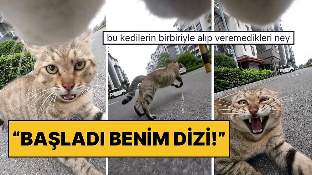 Başladı Benim Dizi! Boynuna Yerleştirilen Kamera ile Tatlı Kedinin Bol Kavgalı Bir Günü