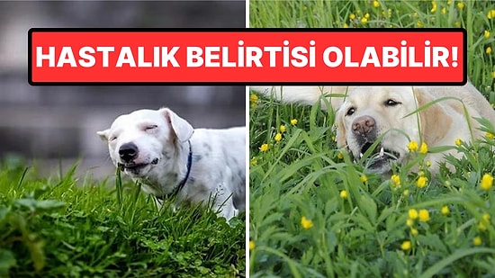 Köpeklerin Neden Çimen Yemeyi Bu Kadar Lezzetli Bulduğunu Hiç Merak Ettiniz mi?