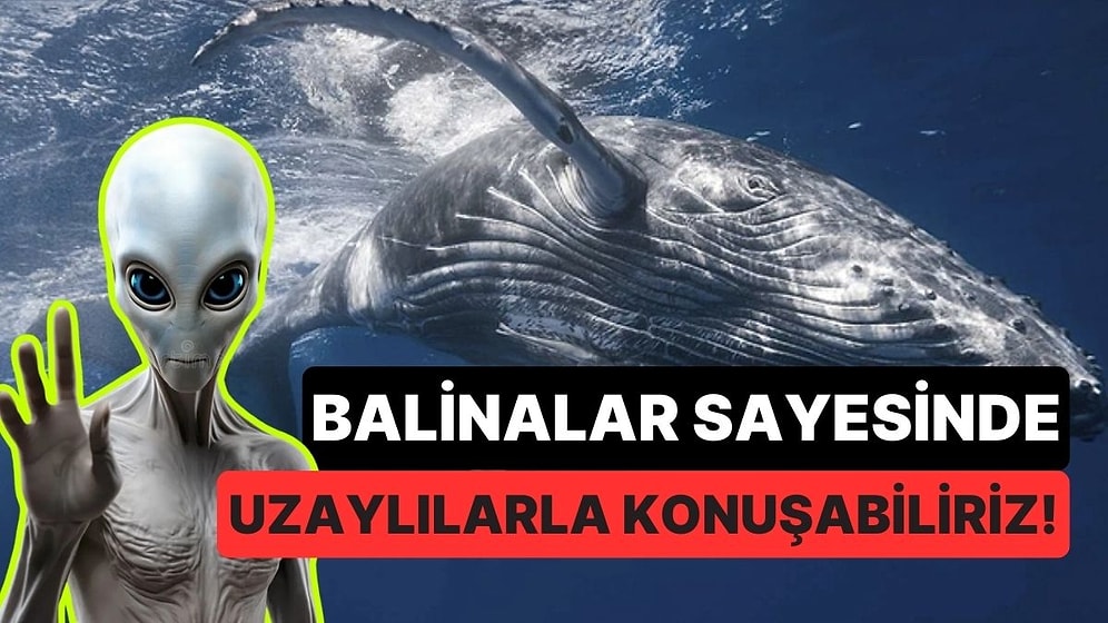 İleride Uzaylılarla Konuşmak Balinalar Aracılığıyla Mümkün Olabilir! İyi de Nasıl?