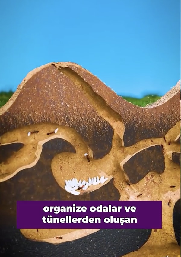 Karınca yuvası, işçi karıncaların alt çeneleriyle toprağı kazmasıyla başlar. Bu toprak, dışarıya taşınarak yığınlar halinde birikir ve tipik bir karınca tepeciği oluşturur.