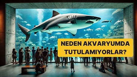 Dünyadaki Hiçbir Akvaryumda Büyük Beyaz Köpek Balığı Olmamasının Hak Vereceğiniz Nedenleri