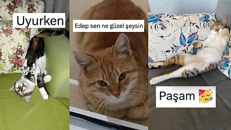 Kedilerinin Değişik Oturma Tarzlarını Paylaşarak Güldüren Kişiler