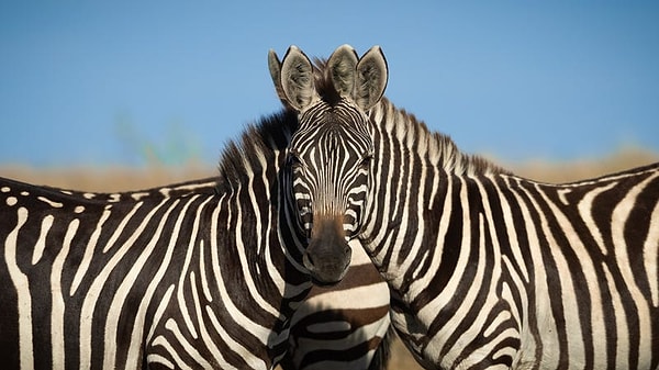 34. "Dur biraz... Hangi Zebra Önde?"