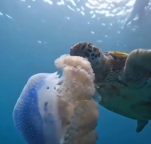 Caretta carettaların deniz analarıyla beslendiğini ifade eden Doğa Koruma ve Milli Parklar Genel Müdürlüğü, denizlere atılan plastiklerin benzerlik sebebiyle sıkıntı teşkil ettiğini anlattı.