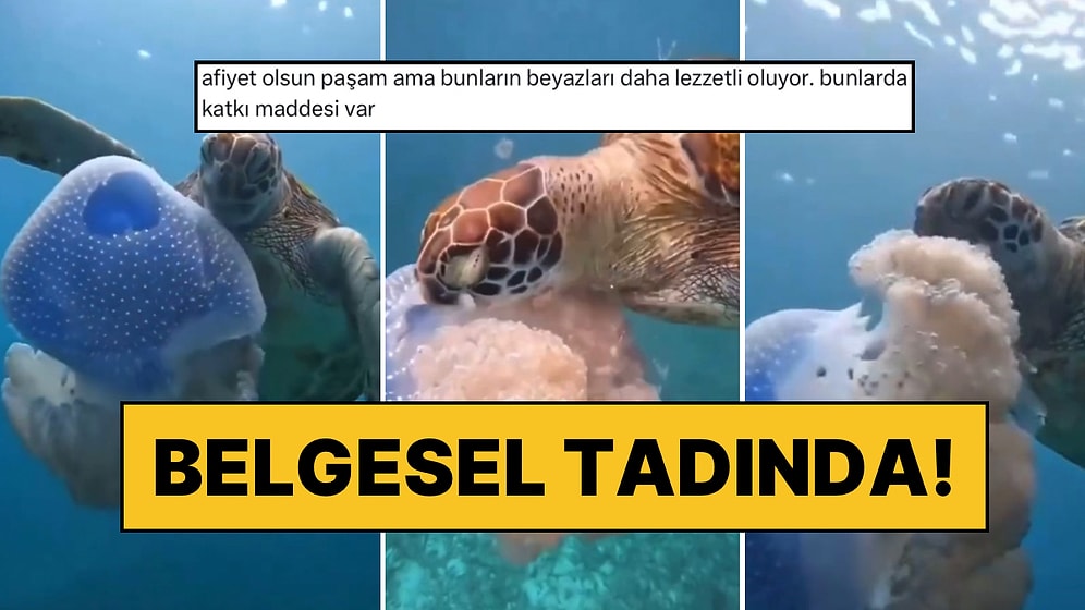 Caretta Carettanın Deniz Anası Yediği Belgesel Tadında Anları Doğa Koruma ve Milli Parklar Sayfası Paylaştı