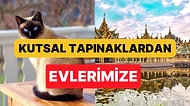 Parlak Mavi Gözleriyle Tayland'dan Dünyaya Yayılan Siyam Kedisi