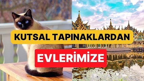 Parlak Mavi Gözleriyle Tayland'dan Dünyaya Yayılan Siyam Kedisi