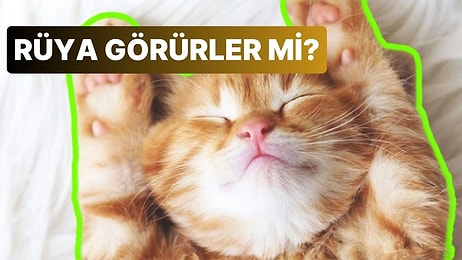 Hayvanlar da Tıpkı Bizim Gibi Rüya Görürler mi?