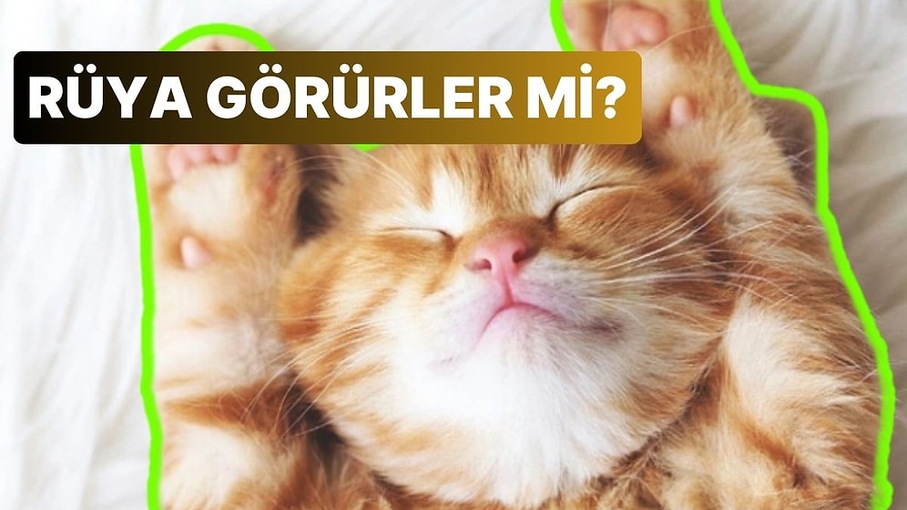 Hayvanlar da Tıpkı Bizim Gibi Rüya Görürler mi?