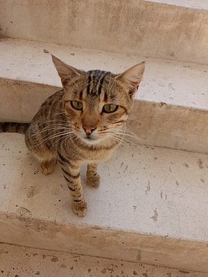 Yıkık Kedi Profil Resmi