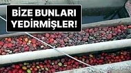 Rezalete ‘Dur’ Dendi! Uygunsuz Koşullarda Salça Üretimi Yapan Fabrikanın Faaliyeti Askıya Alındı