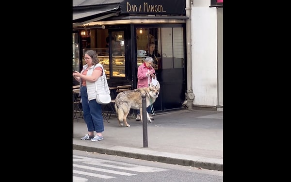 Paris sokaklarında evcil kurtuyla gezen bir kadın görenleri şaşkına çevirdi.