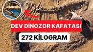 Dev Dinozor Kafatası Kanada Alberta'da 72 Milyon Yıl Sonra Ortaya Çıktı