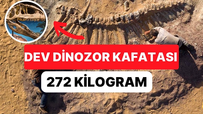 Dev Dinozor Kafatası Kanada Alberta'da 72 Milyon Yıl Sonra Ortaya Çıktı