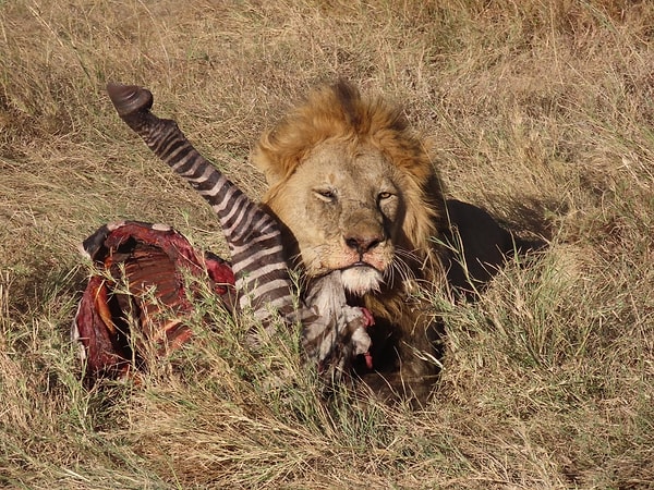 9. Serengeti'de bir zebrayı yiyen aslan