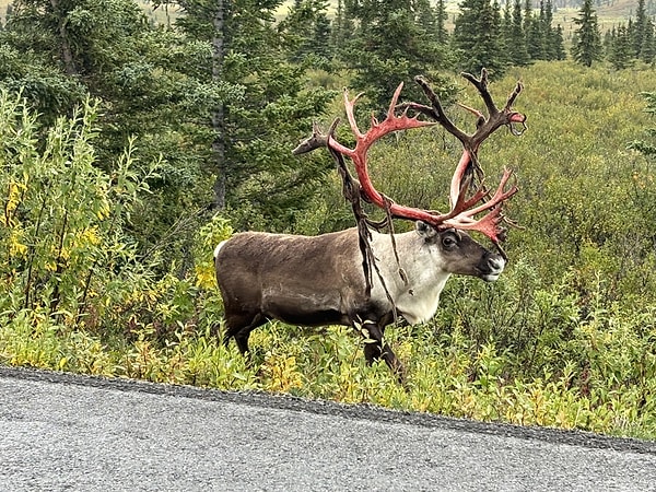 15. Alaska'da kadifesini döken karibu