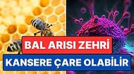 Avustralyalı Bilim İnsanları, Bal Arısı Zehrinin Bazı Kanser Hücrelerini Yok Ettiğini Keşfetti!