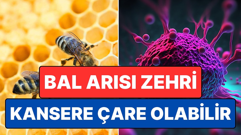 Avustralyalı Bilim İnsanları, Bal Arısı Zehrinin Bazı Kanser Hücrelerini Yok Ettiğini Keşfetti!