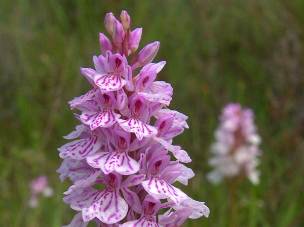 Bu geniş bataklık, nadir türler arasında yer alan Heath Spotted-Orchid gibi bitkilere ev sahipliği yapar.