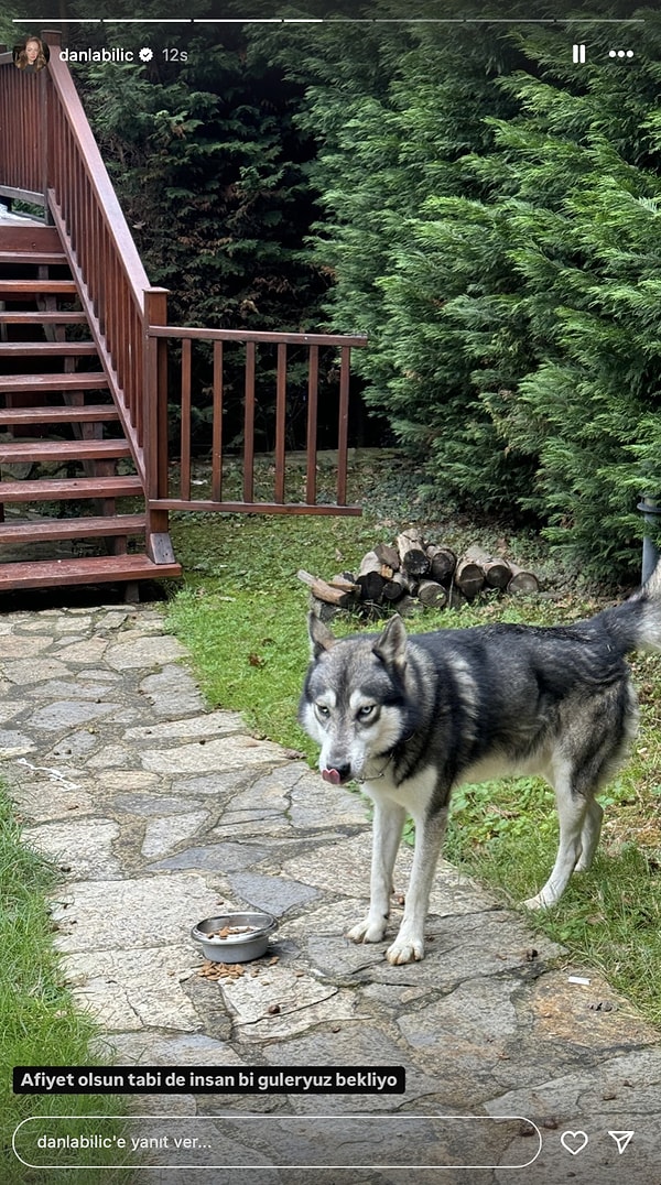 Danla Bilic, mama verdiği dünya şekeri köpeğe trip yaptı.