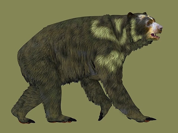 4. Arctodus Simus: Devasa Ayı