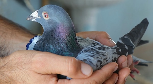 Posta güvercinleri olarak bilinen kaya güvercinleri, kolayca evcilleştirilebiliyor ve güçlü yön bulma yetenekleri sayesinde mesaj taşımak için kullanılabiliyordu.