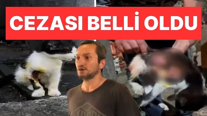 Mahkemeden Yüklü Ceza: Kedilere Asitli Saldırı Davasında Karar Çıktı!